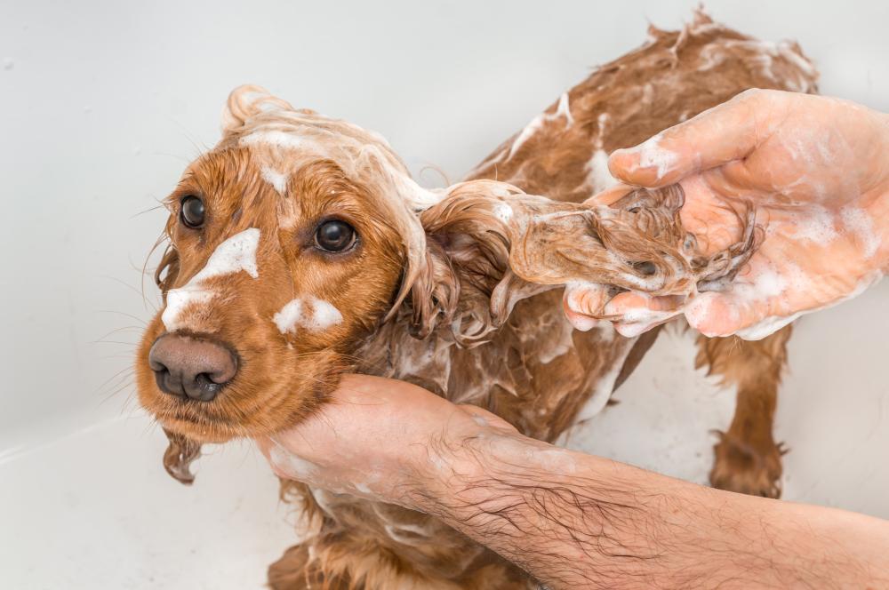 washdog