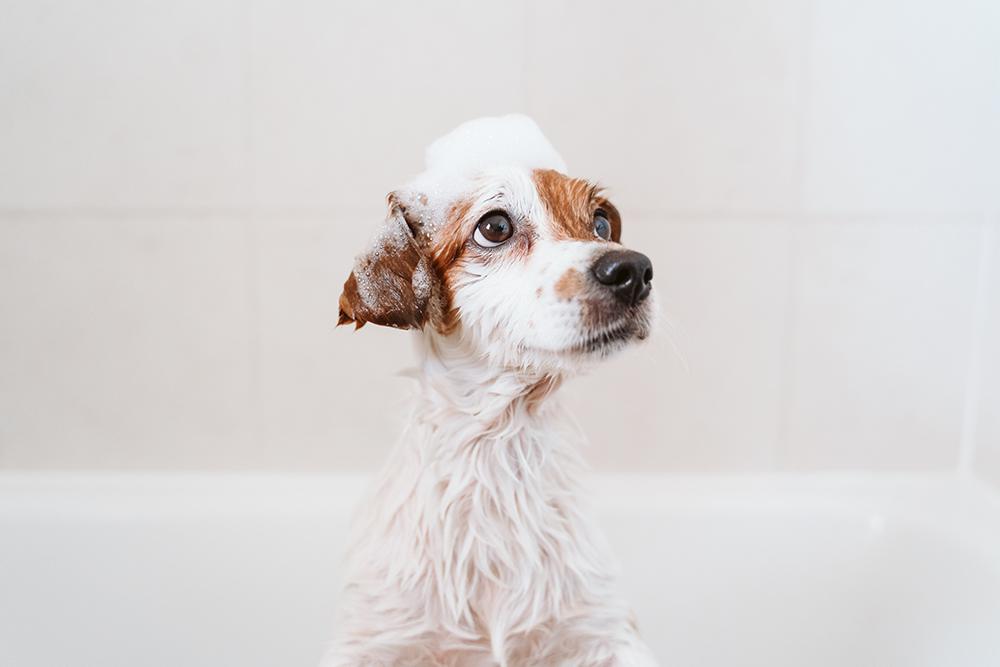 HYGIE_CARS_laverie_washdog_3